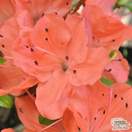 Buy Azalea japonica Geisha Orange 'Satschiko' (Evergreen Dwarf Japanese Azalea) online from Jacksons Nurseries