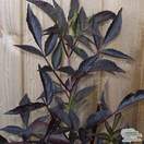 Buy Sambucus nigra f. porphyrophylla 'Gerda' (syn Black Beauty) online from Jacksons Nurseries