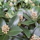 Buy Skimmia japonica Olympic Flame (Japanese Skimmia (Female)) online from Jacksons Nurseries