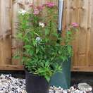Buy Spiraea japonica Genpei(Shirobana) (Japanese Spiraea) online from Jacksons Nurseries