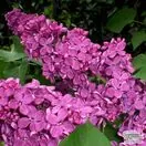 Buy Syringa vulgaris Charles Joly online from Jacksons Nurseries