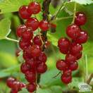 Buy Redcurrant - Ribes rubrum 'Red Lake' online from Jacksons Nurseries