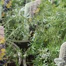 Buy Foeniculum vulgare Purpreum (Fennel) in the UK.