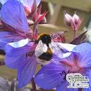 Buy Geranium pratense 'Black Beauty' (Meadow Cranesbill) online from Jacksons Nurseries.
