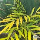 Buy Mahonia eurybracteata (sweet winter) in the UK