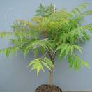 Buy Rhus typhina 'Tiger Eyes' (Stag's Horn Sumach) online from Jacksons Nurseries.