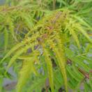 Buy Rhus typhina 'Tiger Eyes' (Stag's Horn Sumach) online from Jacksons Nurseries.