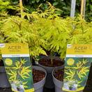Buy Acer palmatum Anne Irene (Japanese Maple) online from Jacksons Nurseries.