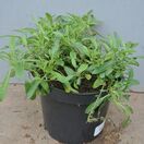 Buy Veronica 'Inspire Blue' (Speedwell) online from Jacksons Nurseries.