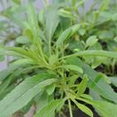 Buy Veronica 'Inspire Blue' (Speedwell) online from Jacksons Nurseries. Buy Veronica 'Inspire Blue' (Speedwell) online from Jacksons Nurseries.