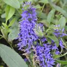 Buy Veronica 'Inspire Blue' (Speedwell) online from Jacksons Nurseries.