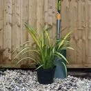 Buy Phormium Yellow Wave (New Zealand Flax) online from Jacksons Nurseries
