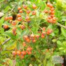Buy Pyracantha Red Cushion (Firethorn) in the UK.