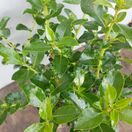 Buy Escallonia Crimson Spire (Escallonia) online from Jacksons Nurseries.
