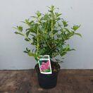 Buy Escallonia Crimson Spire (Escallonia) online from Jacksons Nurseries.