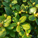 Buy Rhododendron (Dwarf) Shamrock online from Jacksons Nurseries.