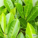 Prunus Rotundifolia Foliage