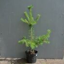 Buy Pinus sylvestris (Scots Pine) online from Jacksons Nurseries.