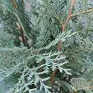Buy Chamaecyparis lawsoniana 'Pelt's Blue' (False Cypress) online from Jacksons Nurseries.