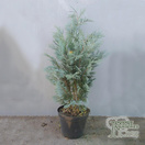 Buy Chamaecyparis lawsoniana 'Pelt's Blue' (False Cypress) online from Jacksons Nurseries.