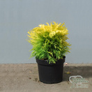 Buy Chamaecyparis lawsoniana Golden Pot online from Jackson's Nurseries.