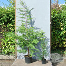 Buy green leylandii conifer plants online from Jacksons Nurseries.