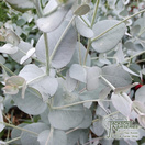 Buy Eucalyptus gunnii 'Silverana'  (Gum Tree silver leaved mountain gum) online from Jacksons Nurseries.