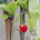 Buy Goji Berry - Lycium barbarum online from Jacksons Nurseries.