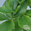 Buy Helleborus orient Lily online from Jacksons Nurseries.