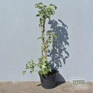 Buy Hydrangea anomala subsp. petiolaris 'Silver Lining'(Climbing Hydrangea) online from Jacksons Nurseries.