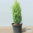 Buy Juniperus communis Compressa (Common Juniper) online from Jacksons Nurseries.