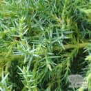 Buy Juniperus media gold star online from Jacksons Nurseries.