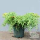 Buy Juniperus media gold star online from Jacksons Nurseries.
