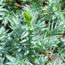 Buy Juniperus squamata Blue Carpet (Juniper Blue Carpet) online from Jacksons Nurseries.