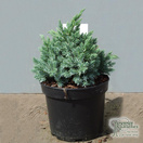 Buy Juniperus squamata Blue Star online from Jacksons Nurseries.