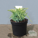 Buy Juniperus squamata Holger (Holger Juniper) online from Jacksons Nurseries.