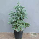 Buy Picea pungens 'Koster' (Colorado Spruce) online from Jacksons Nurseries.