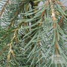 Buy Picea breweriana (Brewer's Weeping Spruce) online from Jacksons Nurseries.