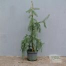 Buy Picea breweriana (Brewer's Weeping Spruce) online from Jacksons Nurseries.