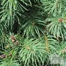 Buy Picea glauca var. albertiana 'Conica' (White Spruce) online from Jacksons Nurseries.