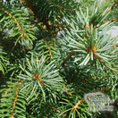 Buy Picea Omorika online from Jackson's Nurseries.