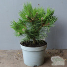 Buy Pinus nigra 'Nana' (Dwarf Black Pine) online from Jacksons Nurseries.
