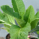 Buy Primula denticulata (Drumstick Primula) online from Jacksons Nurseries.