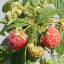 Buy Raspberry - Rubus idaeus 'Cascade Delight' online from Jacksons Nurseries.