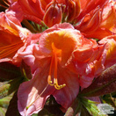 Buy Rhododendron Berryrose online from Jacksons Nurseries