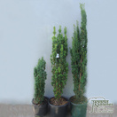 Buy Taxus baccata Fastigiata Robusta (Irish Yew) online from Jacksons Nurseries.