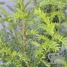Buy yew hedging plants online from Jacksons Nurseries.
