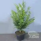 Buy yew hedging plants online from Jacksons Nurseries.