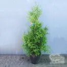 Buy Thuja occidentalis Brabant online from Jacksons Nurseries.