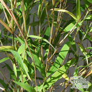 Buy Fargesia ''Formidable' (Fountain Bamboo) online from Jacksons Nurseries.